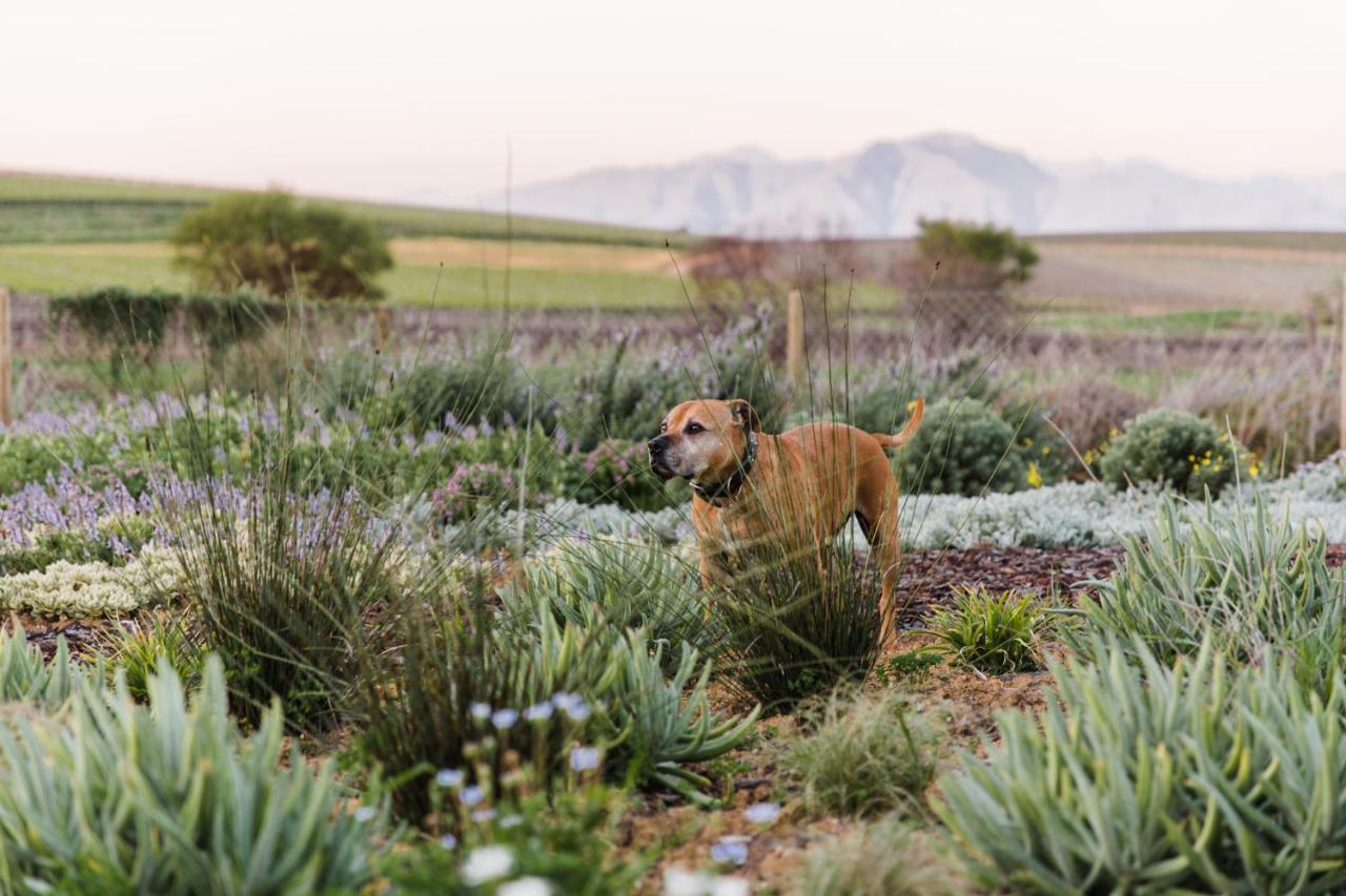 Vineyard Views Country House Riebeek-Kasteel Ngoại thất bức ảnh